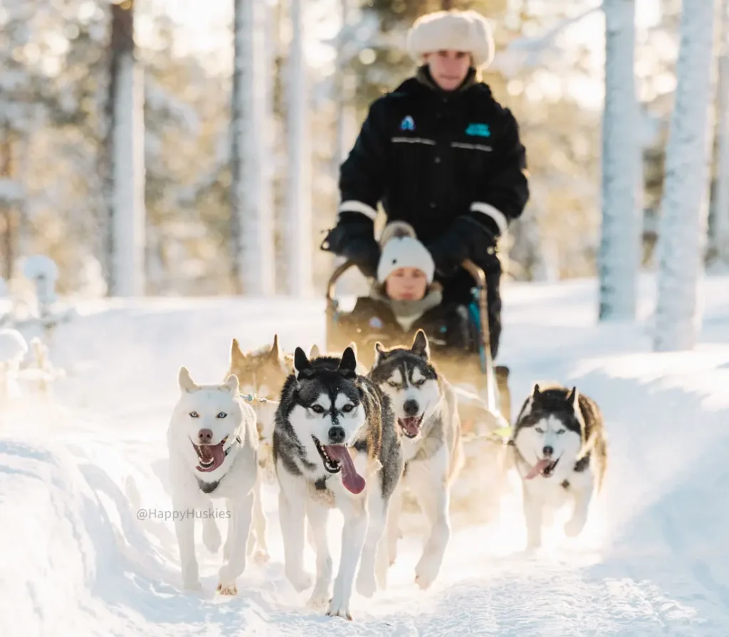 Husky safari through a snowy forest in Inari, Finnish Lapland